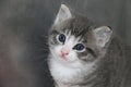 Close up of a beautiful gray kitten head portrait with beautiful blue eyes Royalty Free Stock Photo