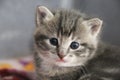 Close up of a beautiful gray kitten head portrait with beautiful blue eyes Royalty Free Stock Photo