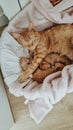 Cat kitten home sweet mom and newborns