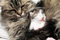 Cat and kitten hugs Royalty Free Stock Photo