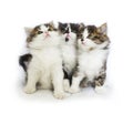 cute cat kitten pets domestic portrait