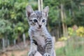 Cat kitten it`s so cute baby have a gray fur.