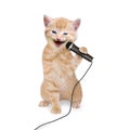 Cat kitten singing into microphone