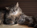 Cat and kitten are sleeping together. gray cats, fluffy. Very similar, but different breeds