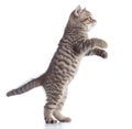 Cat kitten is standing, side view isolated on a white background. Royalty Free Stock Photo