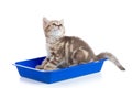 Cat kitten in toilet tray box with litter on white Royalty Free Stock Photo