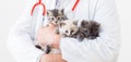 Cat kitten in Vet doctor hands. Veterinarian Doctor with stethoscope holding 3 three kittens of different breeds in Veterinary