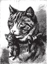 Cat with kitten, vintage engraving
