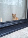 Cat Kitten Waiting Window