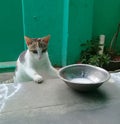 cat kitten was coming to drink milk at home