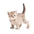 Cat kitten on white background