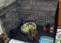 Cat with kittens in a cage in the cat shelter waiting for owners Royalty Free Stock Photo