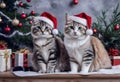 Cat kittens in Christmas costumes. Cute cats Christmas background. Festive Christmas background. Digital AI.