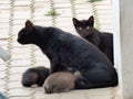 Cat with kittens