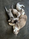 Cat and kittens