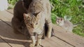 A cat and kittens relax and bask in the sun