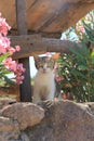 Cat kitty, Aegean villages Royalty Free Stock Photo