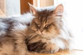 Cat,kitty isolate on background,front view from the top Royalty Free Stock Photo