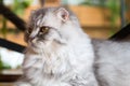 Cat,kitty Persian sit and see isolate on background,front view from the top