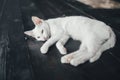 Cat kitty little soft white background inside Royalty Free Stock Photo