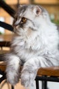 Cat,kitty Persian sit and see isolate on background,front view from the top