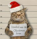 Cat knocked over Christmas tree