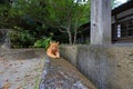 Cat at Kumano Sansho Triad Shrine in Shirahama, Nishimuro District,