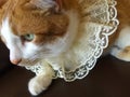 Cat with lace collar