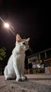A cat that is lamenting its fate at night Royalty Free Stock Photo