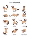Cat language and feelings meaning. Cute cat expressions isolated