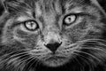 High contrast black and white cat close up portrait. Royalty Free Stock Photo