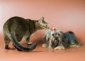 Cat and lap-dog in studio Royalty Free Stock Photo