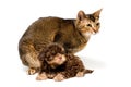 Cat and lapdog in studio Royalty Free Stock Photo