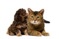 Cat and lapdog in studio Royalty Free Stock Photo