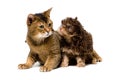Cat and lapdog in studio Royalty Free Stock Photo