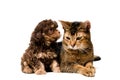 Cat and lapdog in studio Royalty Free Stock Photo