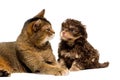 Cat and lapdog in studio Royalty Free Stock Photo