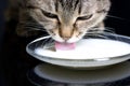 A cat lapping milk Royalty Free Stock Photo