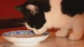 Cat lapping milk from saucer