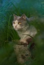 Cat with large fluffy tail smelling the flower in the garden. Cute cat lying outdoor Royalty Free Stock Photo