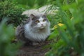 Cat with large fluffy tail smelling the flower in the garden. Cute cat lying outdoor Royalty Free Stock Photo