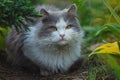 Cat with large fluffy tail smelling the flower in the garden. Cute cat lying outdoor Royalty Free Stock Photo