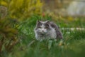 Cat with large fluffy tail smelling the flower in the garden. Cute cat lying outdoor in spring or summer flowers field Royalty Free Stock Photo