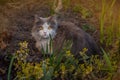 Cat with large fluffy tail smelling the flower in the garden. Cute cat lying outdoor in spring or summer flowers field Royalty Free Stock Photo