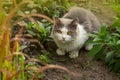 Cat with large fluffy tail smelling the flower in the garden. Cute cat lying outdoor in spring or summer flowers field Royalty Free Stock Photo