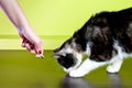 Cat and laser pointer Royalty Free Stock Photo