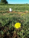 A cat on the lawn preys on mice. cat is a hunter