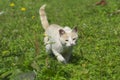 Cat on the lawn