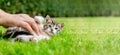 Cat lay on back relaxing on green grass and play with hand of a mature woman which caress it