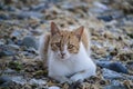 Cat lay on the beach Royalty Free Stock Photo